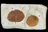 Two Fossil Leaves (Zizyphoides And Davidia) - Montana #113244-1